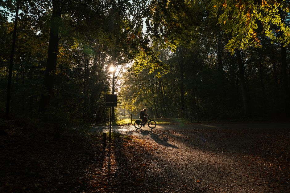 Lesní cesta v Blanském lese u Třísova